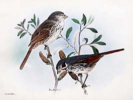 1930 Rex Brasher Handcolored Bird prints