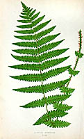 1867 British Ferns By Edw. Lowe