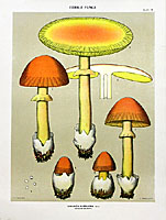 1895 Mushroom Color Lithographs
