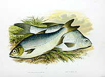 British Fresh Water Fishes Wm. Houghton 1879 