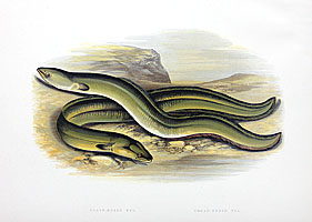 Sharp and Broad-Nosed Eel