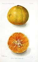 c.1900 USDA Fruit Prints