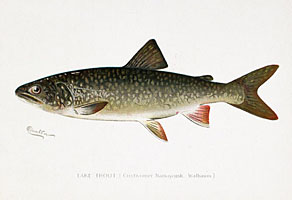 1890's Denton Fish Color Lithographs 