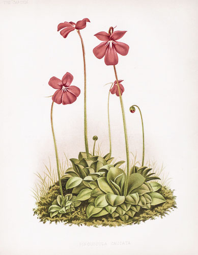 Original 1879 English Botanical Color Lithographs For Sale