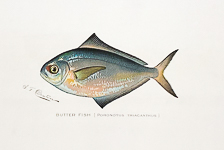 Butter Fish