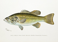 Large Mouthed Black Bass