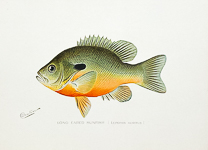 Long Eared Sunfish
