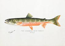 Canadian Red Trout Female