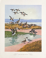 "Game Birds of America" 1944 by Lynn Bogue Hunt