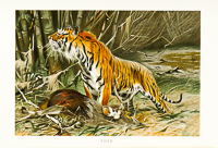 Lydekker Animals Birds 1894 Royal Natural History