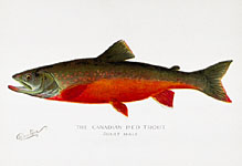 Canadian Red Trout Male