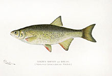 Gold Shiner or Bream