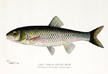 Fall Fish or Silver Chub