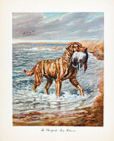 A Variety of  Antique Dog Prints