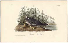pl. 305: American Coot