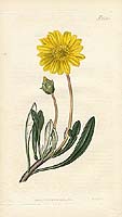 1821 Curtis Botanical Hand colored