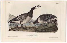 pl. 378: Barnacle Goose