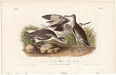 pl. 347: Semipalmated Snipe Willet