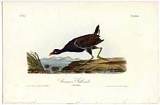  pl. 304: Common Gallinule