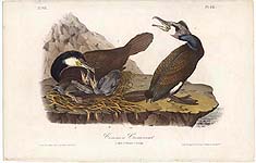 pl. 415: Common Cormorant